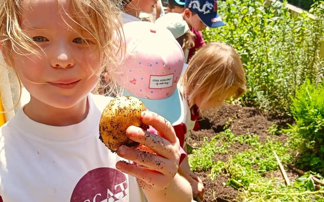 Year 1 Potato Project!🥔