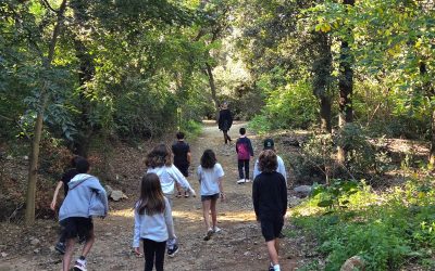 Secondary trip to the forest! 🌳